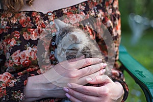 Close up of a cute kitty-cat in the woman`s hands