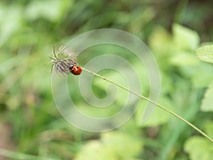 Close up of a cute lady bug on a flower stem