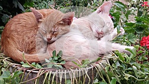 Close up of a cute lazy sleeping cats. Kittens sleeping happily in funny position in the garden.