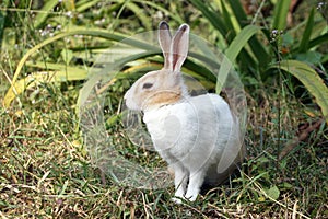 A Close up of cute little bunny/rabbit sitting on green grass