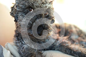 Close up of cute little grey poodle dog looking right into the camera with special face expression