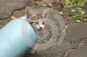 Close up Cute Little Kitten Emerge from The Blue Water Pipe