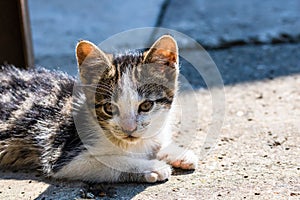 Close up of cute little kitten, sitting or playing outdoor in garden