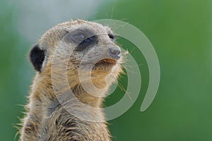 Close up of Cute little meerkat head, Beauval