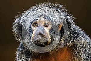 close up of a cute little monkey white-faced saki