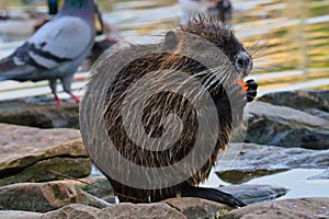 Close up of Cute Little Nutria