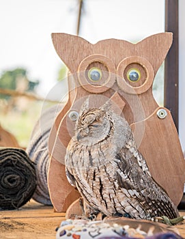 Close up of a cute little owl