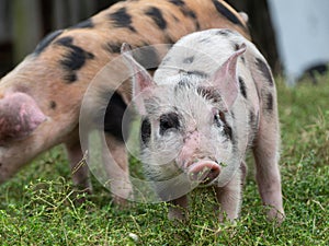 Close-up of a cute little pig with a pink snout and ears, white bristles with black polka dots on a grassy field