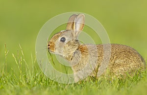 Close up of a cute little rabbit smelling grass in spring
