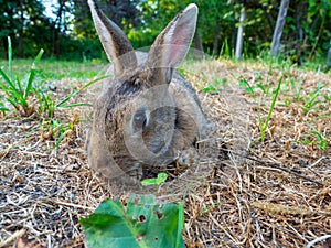 Close-up of a cute little rabbit wishing in the grass in summer. Cute pet