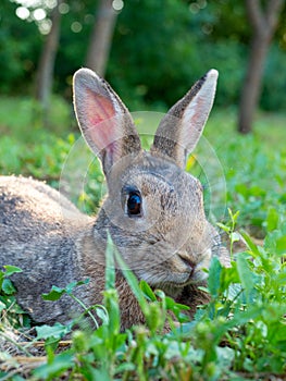 Close-up of a cute little rabbit wishing in the grass in summer. Cute pet, vertical photo, selective focus