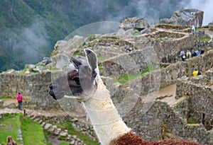 Close up of a cute Llama against the famous ancient Inca ruins of Machu Picchu in Cusco region, Peru