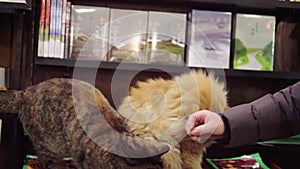 Close-up of a cute long-haired golden Garfield cat