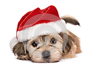 Close up of a cute lying Christmas Havanese puppy dog