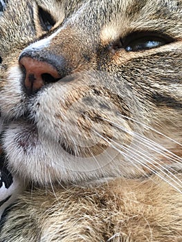 Close up | Cute male diabetic Tabby Cat
