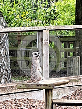 Close up of a cute meerkat