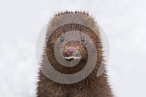 A close-up of a cute Mink wild animal standing in the snow.