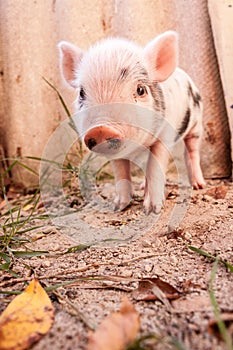 Close-up of a cute muddy piglet running around outdoors on the f