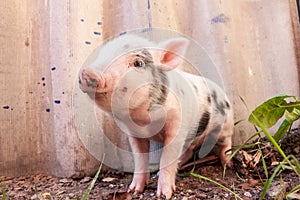 Close-up of a cute muddy piglet running around outdoors on the f