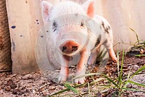 Close-up of a cute muddy piglet running around outdoors on the farm