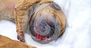 Close-up on the cute muzzle of a newborn red puppy who sleeps sweetly after birth. Baby puppy sleeps with an open mouth
