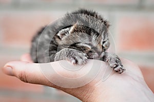 Close up of a cute newborn kitten in a man`s hand