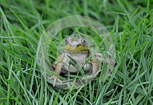 Close up of a cute Northern Leopard Frog