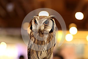 Close up of cute owl on beautiful bokeh background