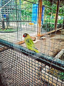 Close up cute parrot in the cage.lovely animal in the zoo