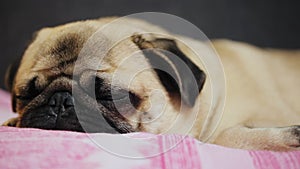 Close-up cute pug dog falls asleep, lying on the rose blanket, tired