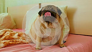 Close up of cute pug licks muzzle, sitting on bed in room. Charming dog resting and showing tongue.