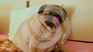 Close up of cute pug licks muzzle, sitting on bed in room. Charming dog resting and showing tongue.