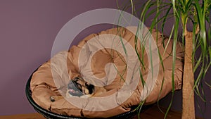 Close up of cute pug lying on armchair and breathing with her mouth open. Charming dog resting with its tongue hanging