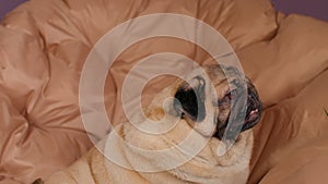 Close up of cute pug lying on armchair and breathing with her mouth open. Charming dog resting with its tongue hanging