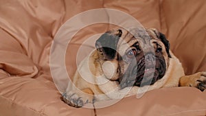 Close up of cute pug lying on armchair and breathing with her mouth open. Charming dog resting with its tongue hanging