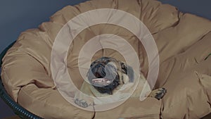 Close up of cute pug lying on armchair and breathing with her mouth open. Charming dog resting with its tongue hanging