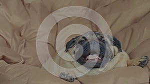 Close up of cute pug lying on armchair and breathing with her mouth open. Charming dog resting with its tongue hanging