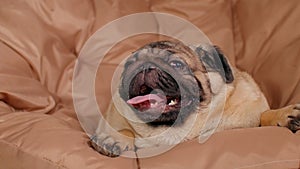 Close up of cute pug lying on armchair and breathing with her mouth open. Charming dog resting with its tongue hanging