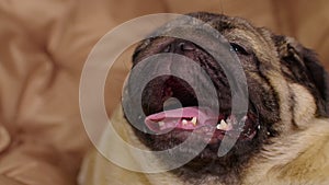 Close up of cute pug lying on armchair and breathing with her mouth open. Charming dog resting with its tongue hanging