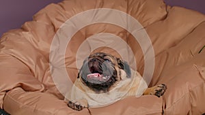 Close up of cute pug lying on armchair and breathing with her mouth open. Charming dog resting with its tongue hanging