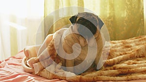 Close up of cute pug sitting on bed in room. Charming dog resting and looking around.