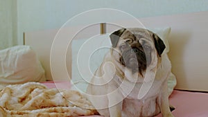 Close up of cute pug sitting on bed in room. Charming dog resting and looking around.