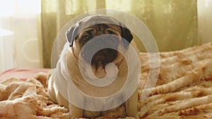 Close up of cute pug sitting on bed in room. Charming dog resting and looking around.