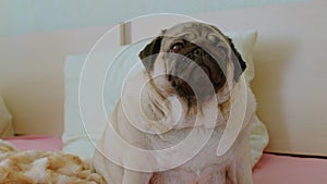 Close up of cute pug sitting on bed in room. Charming dog resting and looking around.