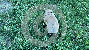 Close up of cute pug on walk in summertime. Top view of dog on leash going on grass