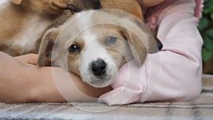 close-up of cute puppy posing for the camera while lying on the child's hand. love for animals.