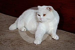 Close-up of a cute pure white british shorthair pet cat
