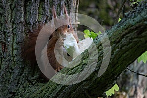 A close-up of a red squirrel eating a mushroom on a tree trunk in a forest.