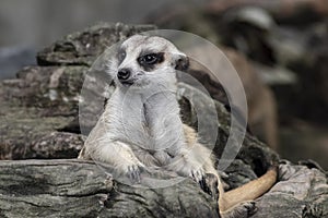 Close up cute relax meerkat suricatta that small animal lying or sit on log timber wood over blur nature background