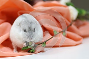 A close up of a cute russian dwarf hamster